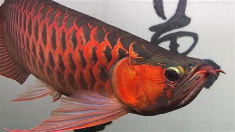 紅龍魚品種